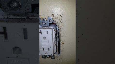 how to insulate electric breaker box form roaches|roach damage to electrical wiring.